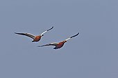 Ruddy shelducks in flight - Keoladeo Rajasthan India 