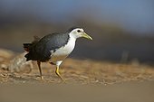 White-breasted Waterhen on ground - Keoladeo Rajasthan India