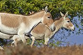 Indian wild Ass and young - Little Rann of Kutch India 