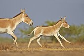 Indian wild Ass and young - Little Rann of Kutch India 