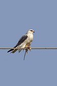 Black-winged Kite and prey - Little Rann of Kutch India ; eating a small rodern