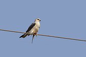Black-winged Kite and prey - Little Rann of Kutch India ; eating a small rodern