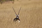 Male Blackbuck in savanna - Velavadar India