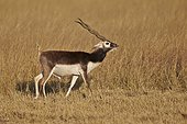 Male Blackbuck in savanna - Velavadar India