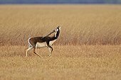 Male Blackbuck in savanna - Velavadar India ; seeking a female odors 