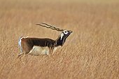 Male Blackbuck in savanna - Velavadar India ; seeking a female odors 
