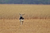Male Blackbuck in savanna - Velavadar India ; seeking a female odors 