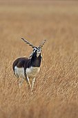 Male Blackbuck in savanna - Velavadar India ; seeking a female odors 