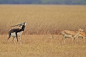 Blackbucks in savanna - Velavadar India ; male seeking a female odors 