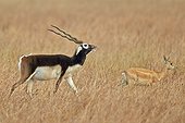 Blackbucks in savanna - Velavadar India ; male seeking a female odors 