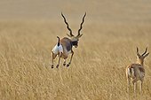 Blackbuck jumping in savanna - Velavadar India