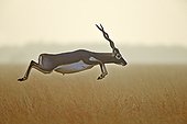 Blackbuck jumping in savanna - Velavadar India