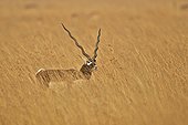 Blackbuck male in savanna - Velavadar India