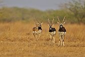 Blackbuck males in savanna - Velavadar India