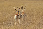 Blackbuck males in savanna - Velavadar India