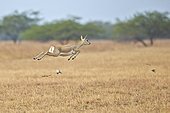 Blackbuck female jumping in savanna - Velavadar India