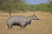 Nilgai male in savanna - Velavadar India