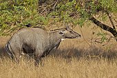 Nilgai male displaying in savanna - Velavadar India