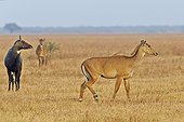 Nilgai male and female in savanna - Velavadar India