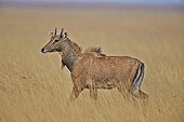 Nilgai young male in savanna - Velavadar India