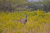 Nilgai male in savanna - Velavadar India