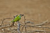 Green Bee-eater on a branch - Velavadar India