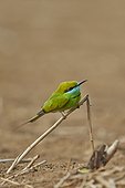 Green Bee-eater on a branch - Velavadar India