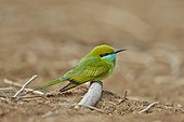 Green Bee-eater on ground - Velavadar India