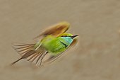 Green Bee-eater in flight - Velavadar India