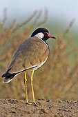 Red-wattled Lapwing on ground - Velavadar India