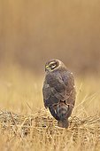 Montagu's Harrier young female on ground - Velavadar India