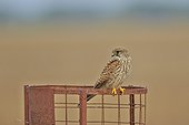 Common kestrel female - Velavadar India