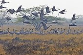 Common cranes landing - Velavadar India