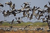 Common cranes landing - Velavadar India