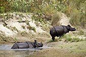 Greater one horned rhinoceros in water - Bardia Nepal 