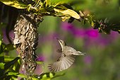 Purple sunbird in flight - Bardia Nepal
