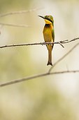 Little Bee-eater on a branch - Mar Lodj Island Senegal