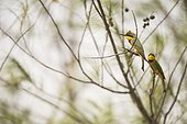 Little Bee-eaters on a branch - Mar Lodj Island Senegal