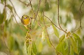 Village Weaver on a branch - Mar Lodj Island Senegal