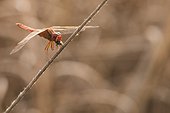 Red darter male eating a Fly - Popenguine Senegal