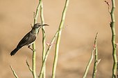 Beautiful Sunbird male plumage of eclipse - Senegal