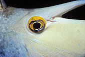Eye and spike of Bluespine Unicornfish - Great Barrier Reef