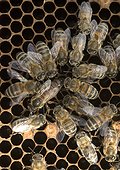 Queen Honey bee laying eggs surrounded by workers - France