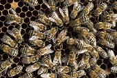 Queen Honey bee laying eggs surrounded by workers - France