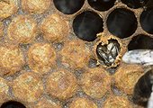 Honeybee emerging from an alveole - France  ; in which it has metamorphosed