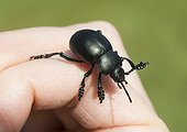 Bloody nosed beetle on a hand - France