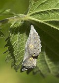 Red Admiral Chrysalis under a leaf Nettle - France  ; Chrysalis 24 hours after the pupal molt. 
