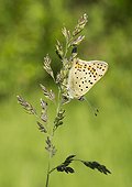 Sooty Copper on a grass - France 