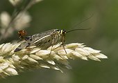 Male scorpion fly on a grass - France 