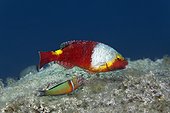 Mediterranean parrotfish and Ornate wrasse - Greece
